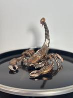 Rob VanMore - Iron Scorpion