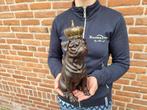 Beeld, Crowned Bulldog - 29 cm - Hars, Antiek en Kunst