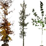 Bomenpakket grote tuin - 3 stuks - Omtrek: 6-10 cm | Hoogte:, Tuin en Terras, Planten | Bomen, Ophalen of Verzenden