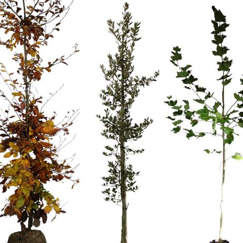 Bomenpakket grote tuin - 3 stuks - Omtrek: 6-10 cm | Hoogte:, Tuin en Terras, Planten | Bomen, Ophalen of Verzenden