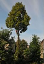 Beveiligd klimmend boom kappen - boom verzorging en rooien, Tuinonderhoud of Snoeiwerk