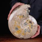 Exclusief Pools Cleoniceras - Gefossiliseerde schelp -