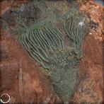 Opmerkelijk fossiel van een zeelily - Crinoïde, Marokko-