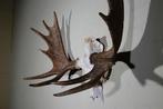 Large Northern Elk/Moose Schedel - Alces alces - 44 cm - 70, Nieuw