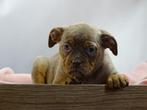 Old English Bulldog pups! t Gezonde type. Mogen mee!, Parvo, Nederland, 8 tot 15 weken, Bulldog