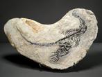 Buitengewone gefossiliseerde reptiel - Fossiele plaatmatrix, Verzamelen, Mineralen en Fossielen
