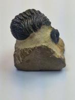 Trilobiet - Gefossiliseerd dier - Phacops - 5.5 cm (Zonder