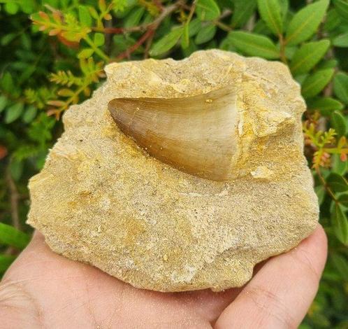 Reptiel - Fossiele tand - mosasaurio - 5 cm (Zonder, Verzamelen, Mineralen en Fossielen