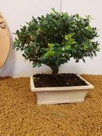 Japanese holly bonsai (Ilex crenata) - Hoogte (boom): 23 cm, Antiek en Kunst