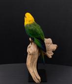 Jendaya Parkiet Taxidermie volledige montage - Aratinga, Nieuw