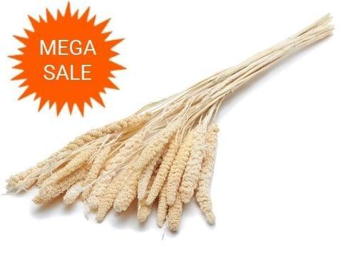 Setaria Italica Trosgierst Gebleekt 100 gram, Hobby en Vrije tijd, Knutselen, Nieuw, Ophalen of Verzenden