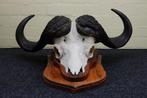 Cape Buffalo Schedel - Syncerus caffer - 0 cm - 85 cm - 0 cm, Nieuw