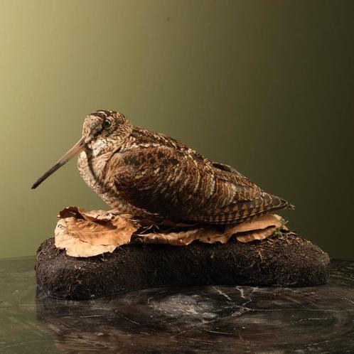 Houtsnip Taxidermie Opgezette Dieren By Max, Verzamelen, Dierenverzamelingen, Opgezet dier, Nieuw, Vogel, Ophalen of Verzenden
