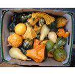 Small formula blend mix kalebas - 10000 zaden k, Hobby en Vrije tijd, Knutselen, Ophalen of Verzenden, Nieuw