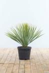 Palm / Yucca Rostrata struik hoogte inclusief pot 40-60cm