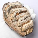 Stegodont - Fossiele tand - Stegodon trigonocephalus - 8 cm