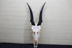 African Antelope Schedel - Common Eland - Taurotragus oryx -