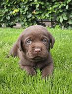 Hele mooi labrador pups met Stamboom HD en ED vrij, Parvo, Nederland, 8 tot 15 weken, Labrador retriever