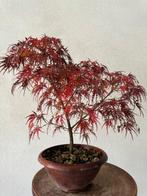 Japanese maple bonsai (Acer palmatum) - Hoogte (boom): 35 cm