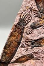 Prachtig buitenaards uitziend fossiel - 11 monsters -, Verzamelen, Mineralen en Fossielen