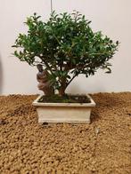 Japanese holly bonsai (Ilex crenata) - Hoogte (boom): 20 cm