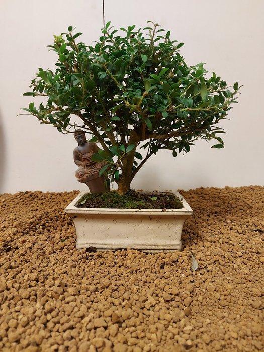 Japanese holly bonsai (Ilex crenata) - Hoogte (boom): 20 cm, Antiek en Kunst, Curiosa en Brocante