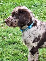 Prachtige Labrador pup - Choco merle - van familie kennel, 8 tot 15 weken, Parvo, Labrador retriever, Fokker | Professioneel
