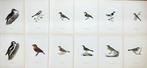 Von Wright brothers - Set of 12 Bird Prints - Muscicapa