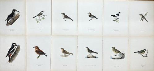 Von Wright brothers - Set of 12 Bird Prints - Muscicapa, Antiek en Kunst, Curiosa en Brocante