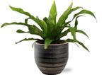 Asplenium Antiquum - Ø12cm - 25cm +  Beau Pot D14x13cm - Bl, Verzenden