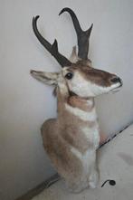 Pronghoorn Taxidermie hoofdmontage - Antilocapra americana -, Verzamelen, Dierenverzamelingen, Nieuw