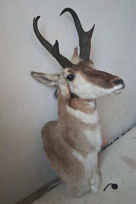 Pronghoorn Taxidermie hoofdmontage - Antilocapra americana -, Verzamelen, Dierenverzamelingen