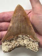 Megalodon tand 10,9 cm - Fossiele tand - Carcharocles