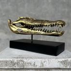 Zoutwaterkrokodil Schedel - No Reserve Price - Polished, Nieuw