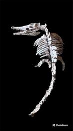 Krokodil - Gereconstrueerd skelet - 86 cm - 62 cm