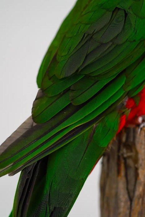 Australische Koningsparkiet Taxidermie volledige montage -, Verzamelen, Dierenverzamelingen