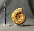 Fijn fossiele ammoniet - Gefossiliseerd dier -, Verzamelen, Mineralen en Fossielen