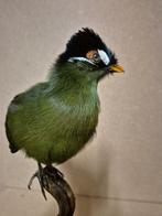 hartlaubtoerako Taxidermie volledige montage - Tauraco, Verzamelen, Nieuw