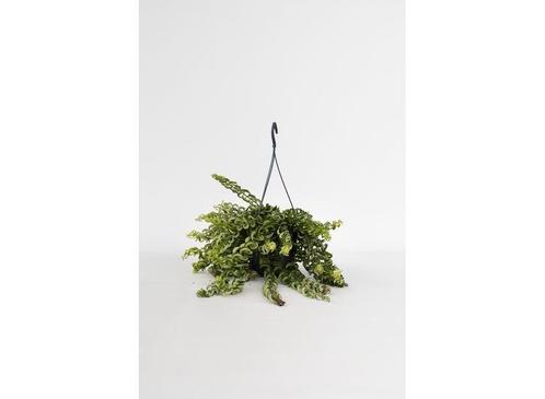 Aeschynanthus Twister hang plant, Huis en Inrichting, Kamerplanten, Verzenden