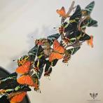 Vlinder Taxidermie volledige montage - Appias Nero, Urania, Nieuw