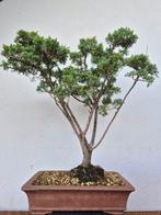 Jeneverbes bonsai (Juniperus) - Hoogte (boom): 45 cm -