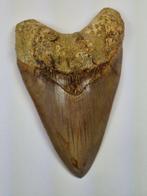 Megalodon - Fossiele tand - Otodus (Carcharocles) megalodon