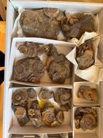 Ammoniet - Fossiel fragment - 5 cm - 28 mm (Zonder, Verzamelen