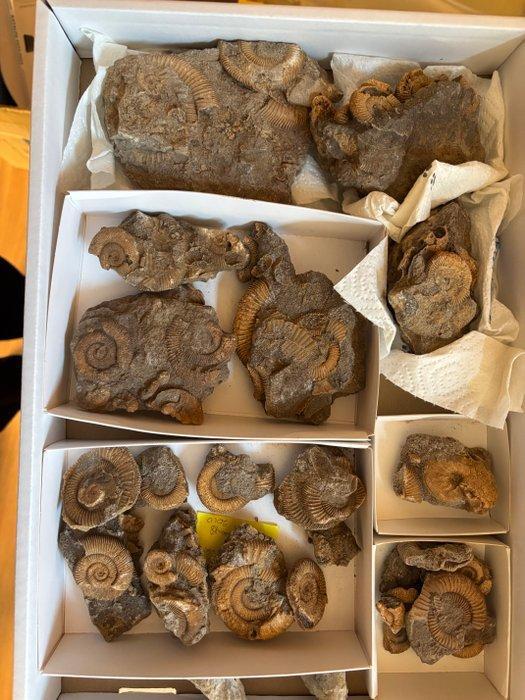 Ammoniet - Fossiel fragment - 5 cm - 28 mm (Zonder, Verzamelen, Mineralen en Fossielen