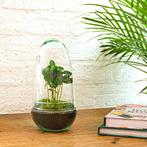 DIY terrarium - Egg Coffea Arabica -  25 cm, Tuin en Terras, Verzenden