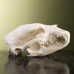 Zwarte beer Taxidermie volledige montage - Ursus americanus, Nieuw