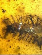 Amber - Barnsteen - Rare insects, Brachyspectridae Burmese