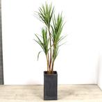 Kunstplant Dracaena in sierpot, H205 cm, Ophalen of Verzenden, Nieuw in verpakking