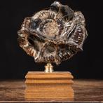 Exclusieve fusie van fossiel en mineraal - ammoniet op, Verzamelen, Mineralen en Fossielen