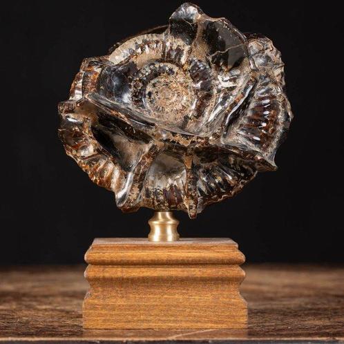 Exclusieve fusie van fossiel en mineraal - ammoniet op, Verzamelen, Mineralen en Fossielen